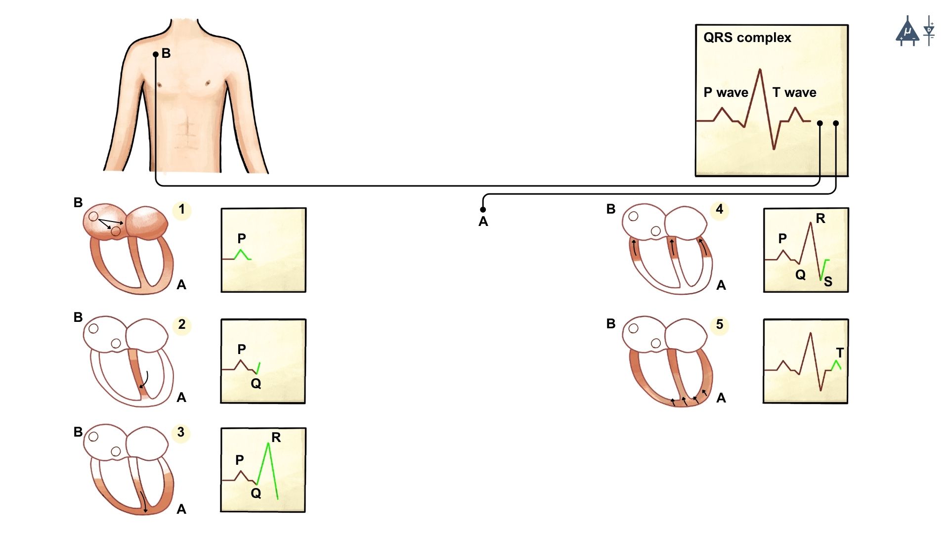 ECG PQRST Waveform