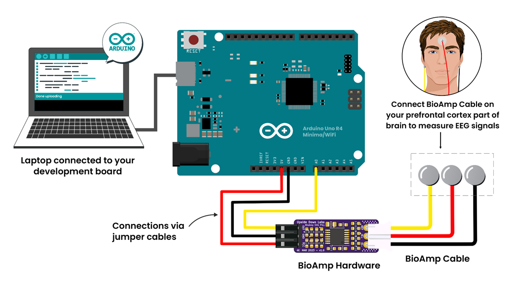 Placement between F1 and F2