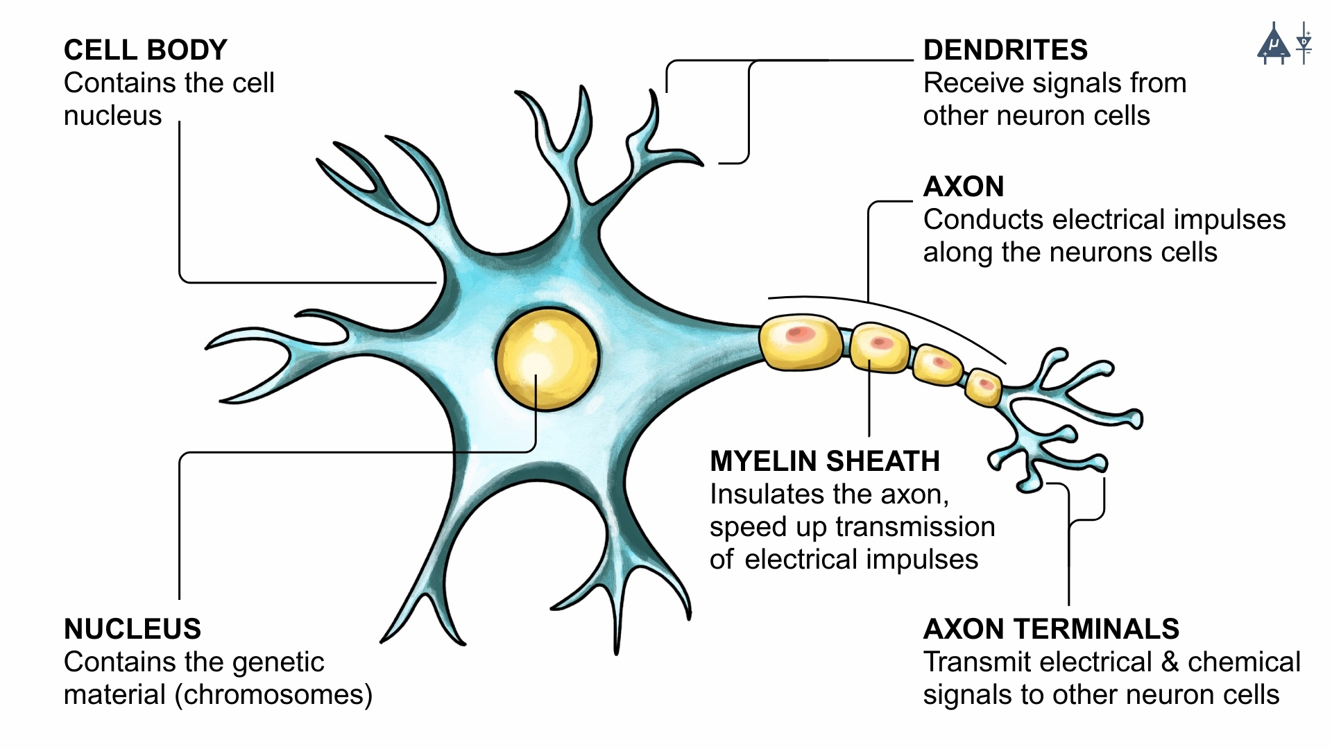Structure of neuron