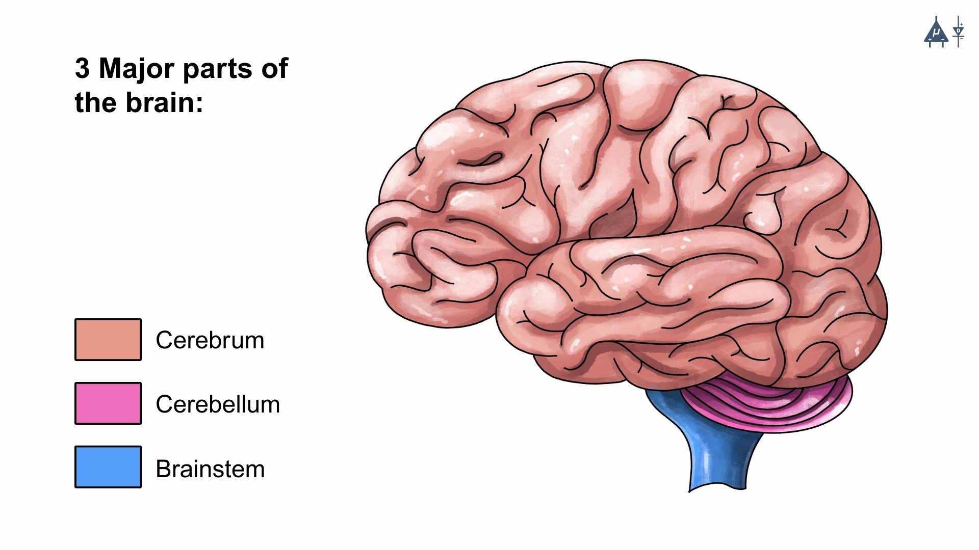Parts of human brain