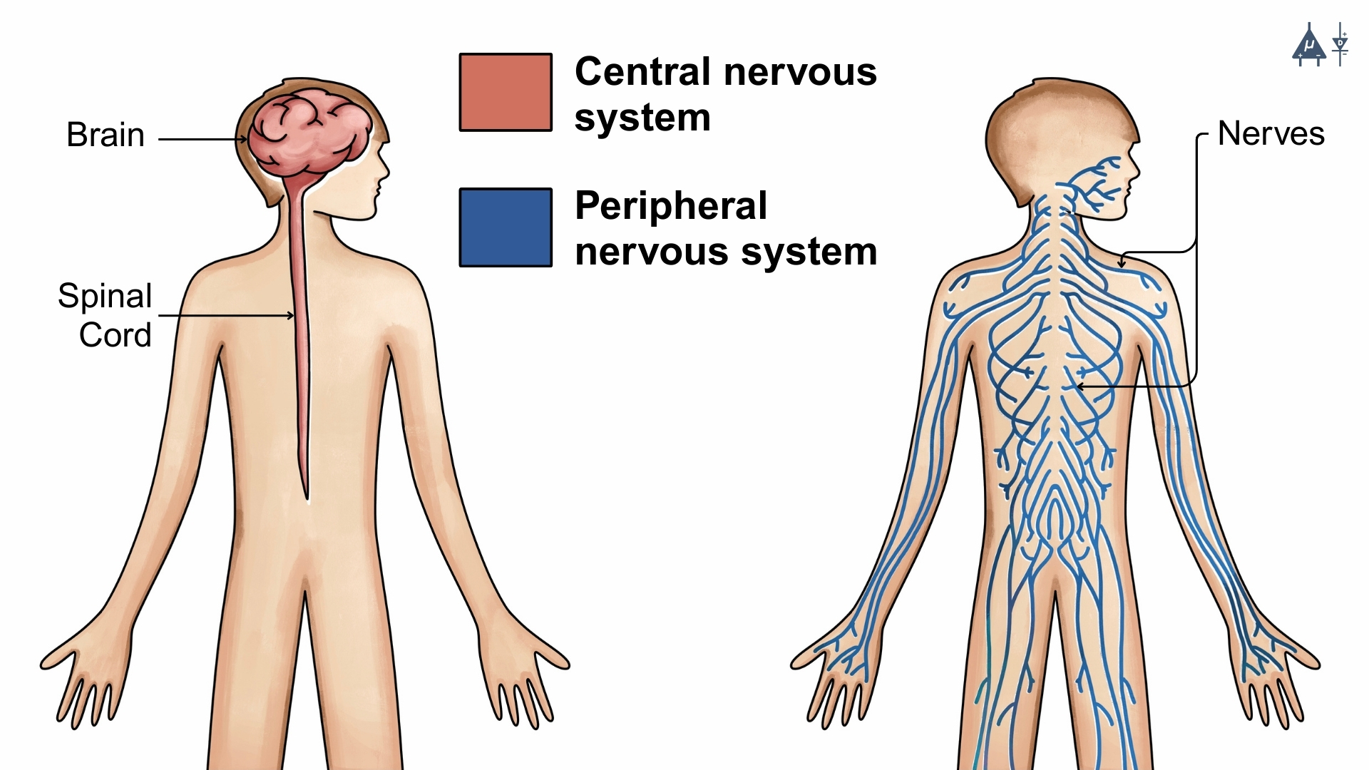 Parts of nervous system