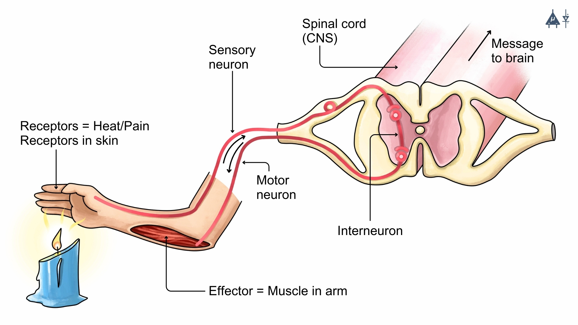 Somatic nervous system