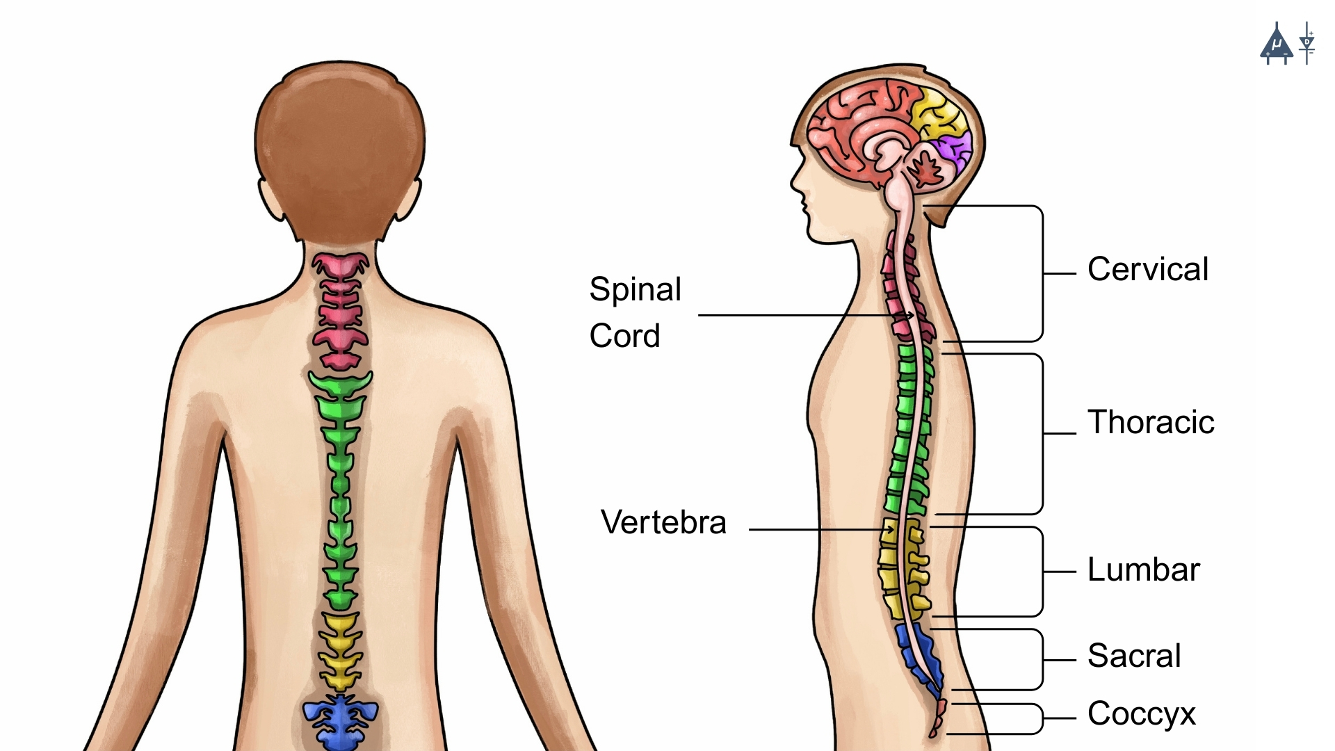 Spinal cord