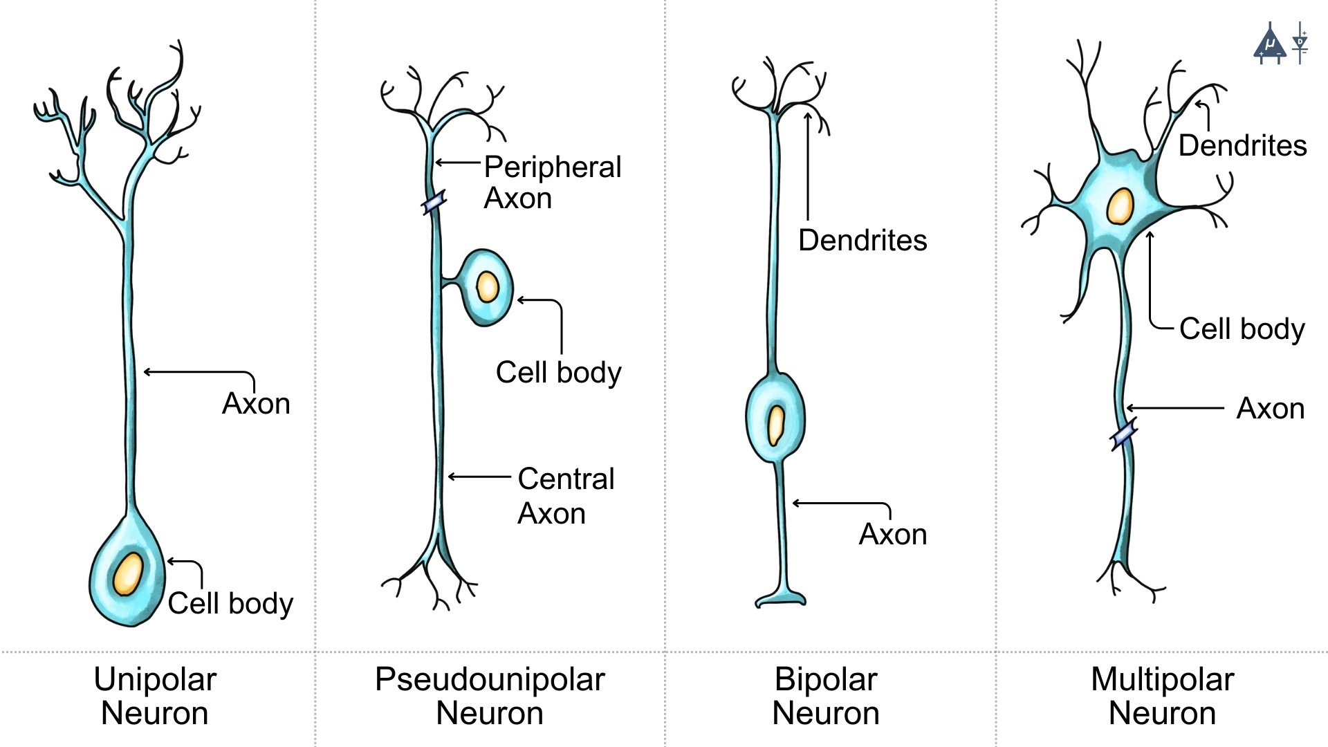Neurons types based on number of processes