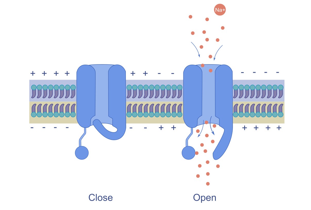 Voltage-Gated Ion Channels